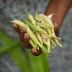Food and Agricultural Program